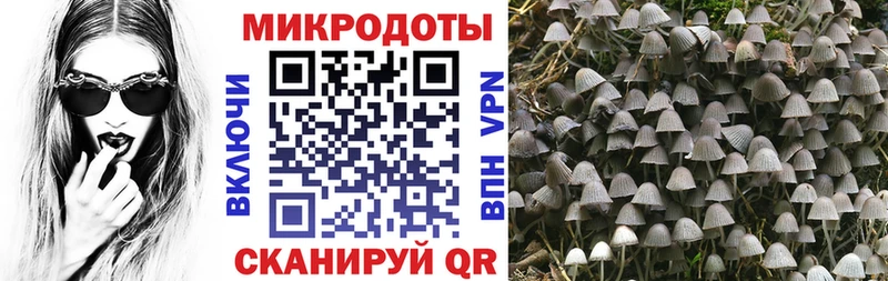 дарк нет наркотические препараты  Партизанск  Галлюциногенные грибы Psilocybe 